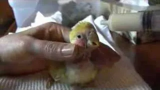 Feeding baby lovebirds