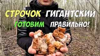Строчок Гигантский - готовим первые весенние грибы