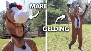 MARES VS GELDINGS *funny 😂