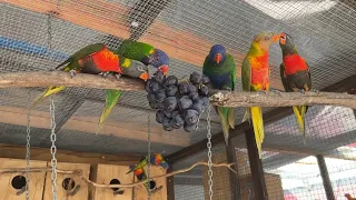 Australian rainbow lorikeets enjoying their grapes
