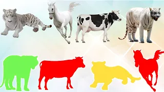 CUTE ANIMALS Tiger, Cow, Tiger, Horse (Choose The Right Tiger, Horse, Cow, Tiger)#tiger #cow