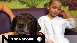 Therapy dogs ease kids' hospital nerves