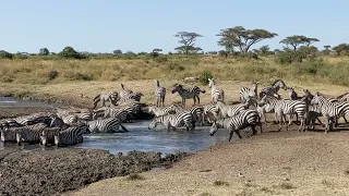 Serengeti, Safari 2023