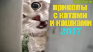 💥 Лучшие приколы с котами и кошками за сентябрь 2017 💥 Funny Cats 💫 Коты и дети Кот вместо собаки