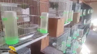 Indoor Breeding Room Green Cheek Conure Parrots