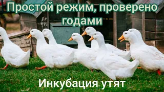 Утки - инкубация яиц