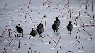 Eurasian coot (Fulica atra)