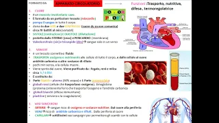 ❤ APPARATO CIRCOLATORIO (Cuore, sangue, vasi sanguigni) riassunto semplice e veloce