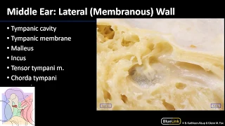 Nasal Cavity, Sinuses and Ear - Ear