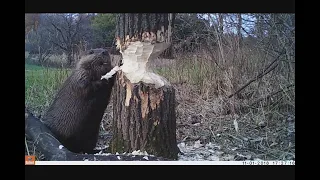 Beaver cutting trees Down Bushnell Trophy Cam