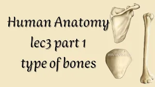 Human Anatomy lec3  (part 1) types of bone