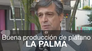 El cultivo de plátano en La Palma supera las expectativas en esta campaña