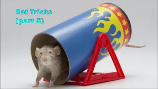 Pickles Awesome Rat Tricks (Part 5, the Final One)