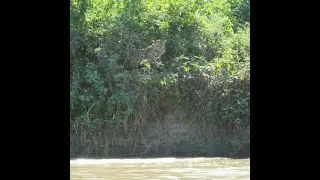 Капибара спасается от леопарда / Capybara flees a leopard