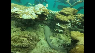 Dive at Lauderdale by the Sea (Second Reef)(Read Below Maps, Tips, and Description)