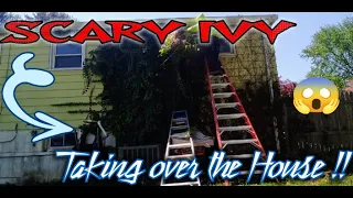 HOW TO REMOVE IVY/Overgrown ivy removal/ From start➡Finish/ #oddlysatisfying/ Amazing results/