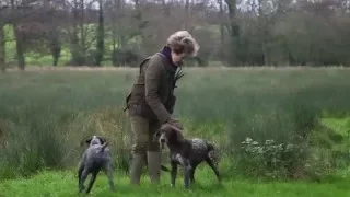 German Shorthaired Pointers picking up at driven shoot