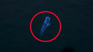 10 Mariana Trench Animals Never Seen Before