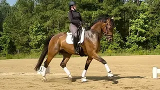 Foray - 2014 Hanoverian Gelding, 17 hands