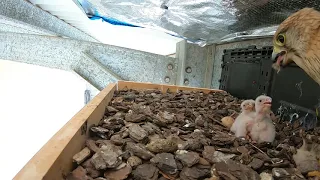 Kestrel Chicks Feeding Day 5 - 16th December 2020