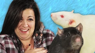 People Play With Rats For The First Time