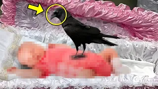 During The Funeral, the Raven Perched on the Girl's Coffin. Then Something  Unbelievable Happened