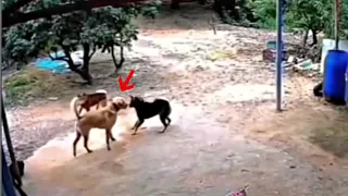 Stray dog attacks Labrador and pays the price!!!