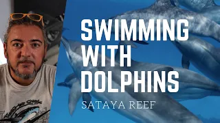 Swimming with dolphin Sataya Reef -Egypt-