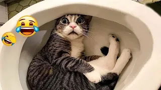 😹😂 Funniest Cats and Dogs Videos 🐶😍 New Funny Animals 2024 # 18