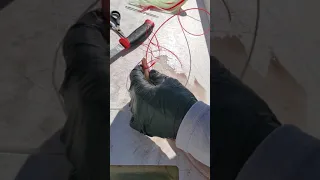 Greg Stotesbury demonstrates how to rig a squid for deep drop swordfish