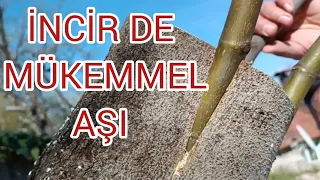 BÖYLE İNCİR AŞISI GÖRMEDİNİZ                        İNCİR DE %100 TUTMA GARANTİLİ AŞI