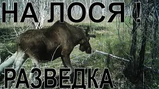 На лося Разведка