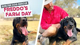 Day Out of the Shelter for Freddo the Rottweiler