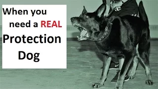 HOW to Train a Real Protection Dog (K9-1.com)