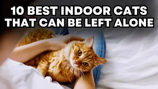 Top 10 Best Indoor Cats That Can Be Left Alone