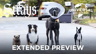 Strays (Will Ferrell) | The Worst Dog Owner Does Indeed Exist | Extended Preview