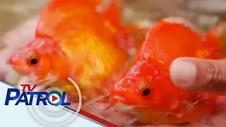 Isang uri ng Goldfish na hanggang P10,000 ang presyo tampok sa KBYN | TV Patrol