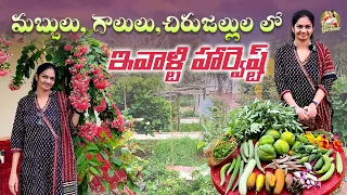 Beautiful Harvest /ఆహ్లాదకరమైన వాతావరణంలో హార్వెస్ట్ @MADGARDENER