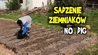 SADZENIE ZIEMNIAKÓW bez kopania, nowe pole metodą NO DIG