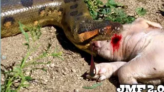 Anaconda  swallowed pigs alive || JMF 2.0