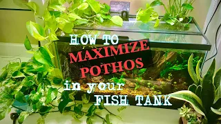 HOW TO 💪MAXIMIZE POTHOS 💪 in your FISH TANK!🐟🐟🐟