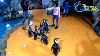 Kasih Makan Penguin Lucu Dari dekat dan Lihat atraksi seru - Ocean Dream Samudra Ancol