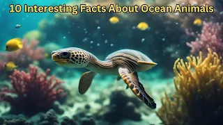 10 Interesting Facts About Ocean Animals