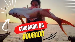 O PAPAI CUIDANDO UM PEIXE DOURADA/PESCADO NO RIO AMAZÔNAS/VIDA NO INTERIOR DO PARÁ.