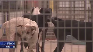 Fort Worth animal shelter over capacity