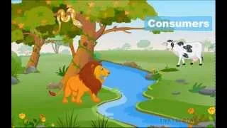 FOOD CHAIN | What Do Animals Eat & How Does It Work? *Animal Science for Kids*