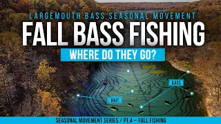 FALL BASS FISHING – Understanding BASS MOVEMENT in the FALL  🍁🍁