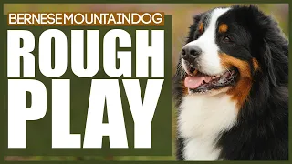 How To Stop Your BERNESE MOUNTAIN DOG PLAYING ROUGH