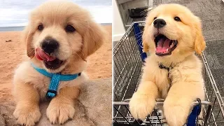 Cute Puppies Doing Funny Things 2019 - Cutest Dogs