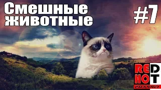 Смешные животные #7 Видео приколы с животными 2018